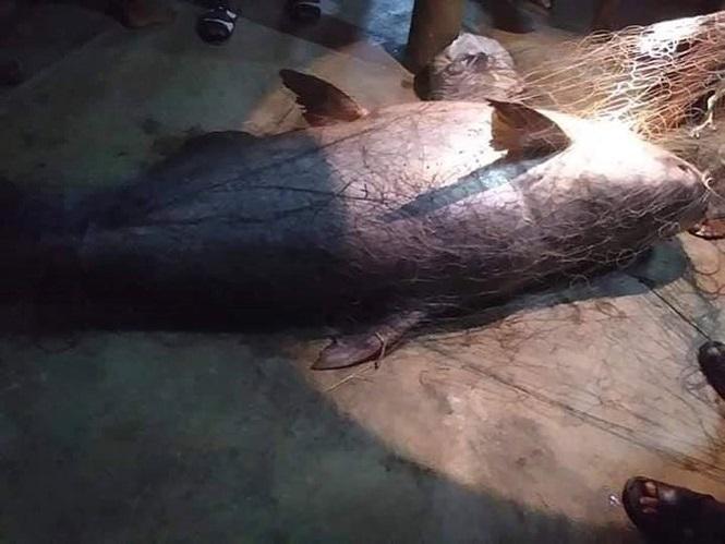 Ngư dân Thái Lan bắt được cá nheo khổng lồ đã &#39;thành tinh&#39; - 3