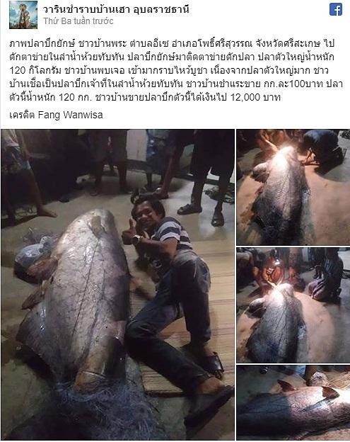 Ngư dân Thái Lan bắt được cá nheo khổng lồ đã &#39;thành tinh&#39; - 1