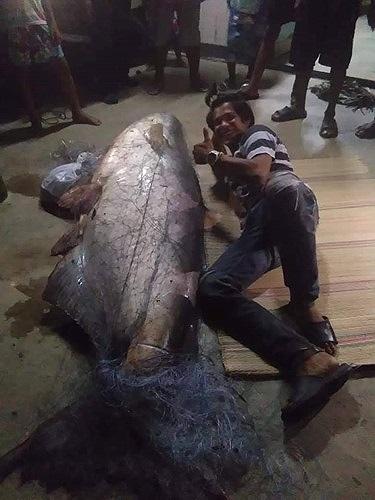 Ngư dân Thái Lan bắt được cá nheo khổng lồ đã &#39;thành tinh&#39; - 2