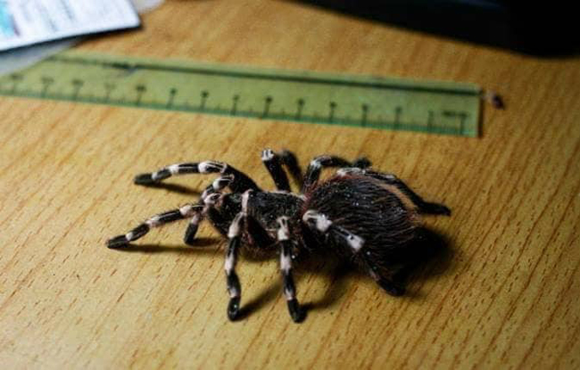 Hơn nữa, giá mua 1 con nhện cũng rẻ, chỉ cần vài trăm nghìn đồng là có thể mua được một số con nhện kích thước nhỏ về nuôi.
