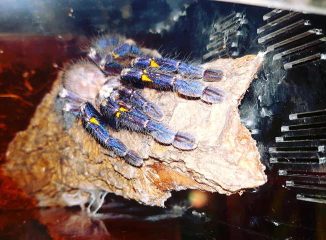 Theo Phát Nguyễn, loài Poecilotheria Metallica trong bộ sưu tập có giá đắt nhất, khoảng 5 triệu đồng 1 con. “Vì nó đã trưởng thành, có màu đẹp, giới tính cái. Vì nhện đực chỉ sống từ 3-5 năm, trong khi đó nhện cái thì có thể sống thọ hơn 15 năm. Có lẽ, đây cũng là lý do tại sao nhện cái có giá trị cao hơn nhện đực”, Phát chia sẻ thêm.