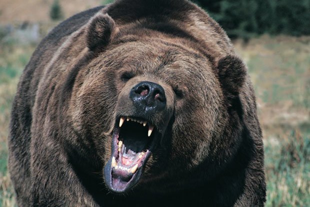 Gấu đen chủ yếu sinh trưởng ở vùng Bắc Mỹ.