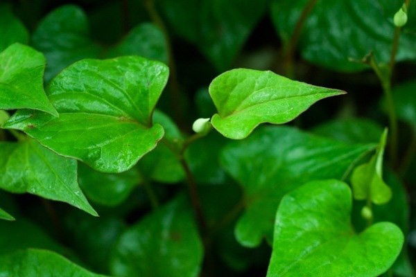 Bất ngờ với tác dụng lão hóa da của rau diếp cá - 1