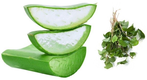 Bất ngờ với tác dụng lão hóa da của rau diếp cá - 2