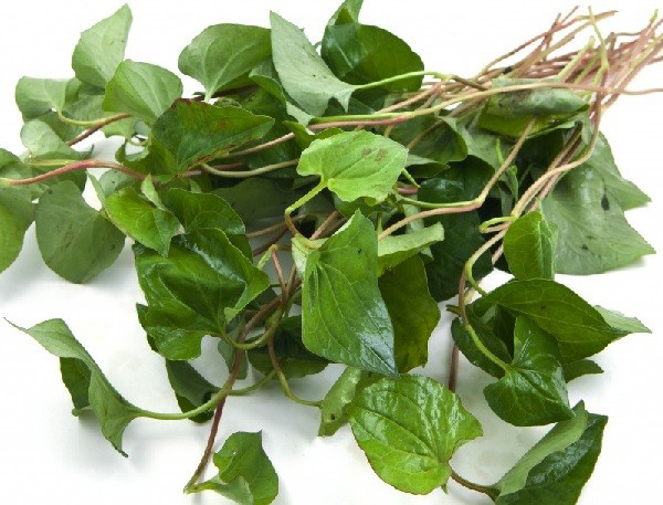 Bất ngờ với tác dụng lão hóa da của rau diếp cá - 4