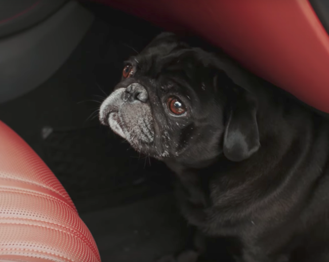 Anh cũng có một chú cún cưng. Hình ảnh chụp chú cún cưng ngồi trong xe Mercedes Benz.