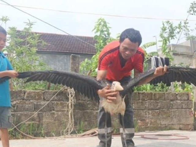 Hai bố con ở Hà Tĩnh bắt được chim lạ khổng lồ, cực hiếm