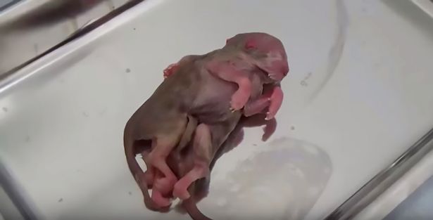 Con mèo đột biến ở Thổ Nhĩ Kỳ