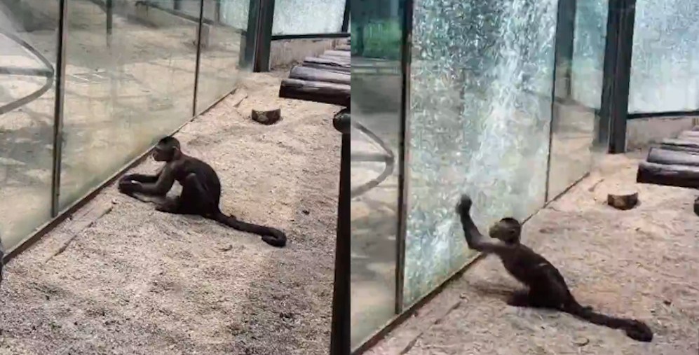 Con khỉ dùng đá đập vỡ kính.