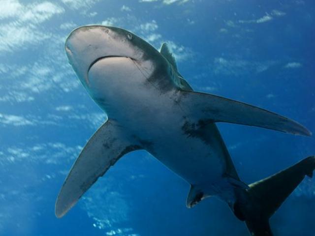 Vụ cá mập ăn thịt người nhiều nhất lịch sử trong thảm kịch đắm tàu 900 người chết