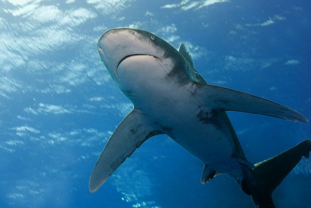 Cá mập là kẻ săn mồi nguy hiểm ở đại dương.