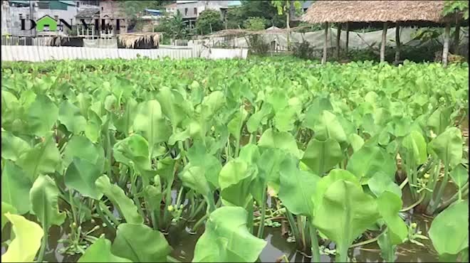 Biến ruộng thành ao, làm giàu nhờ nuôi con mỗi lần đẻ cả trăm trứng