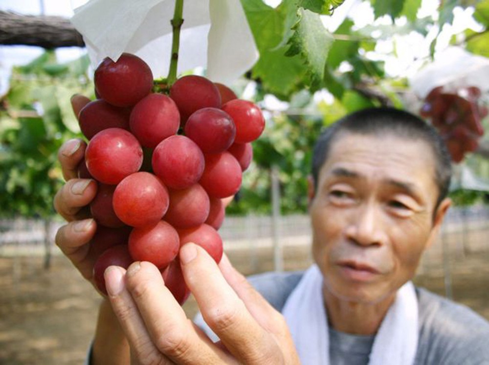 Loại quả nhìn bên ngoài bình thường, bên trong đắt ngang vàng bạc - 1