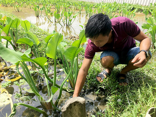 Anh Nguyễn Tiến Sáu cho phóng viên Báo điện tử DANVIET.VN biết, những con ốc bố mẹ hiện mỗi ngày sinh sản cho anh 1kg trứng.