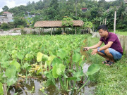 Thị trường - Tiêu dùng - Biến ruộng thành ao, làm giàu nhờ nuôi con mỗi lần đẻ cả trăm trứng