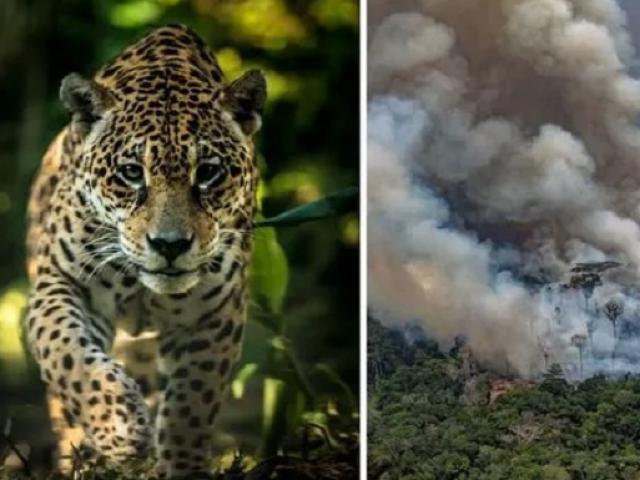 Thảm họa cháy rừng Amazon: Hàng triệu sinh vật sống ra sao?