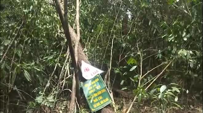 Lâm tặc lũ lượt đưa tiền rồi chở gỗ qua trạm bảo vệ rừng