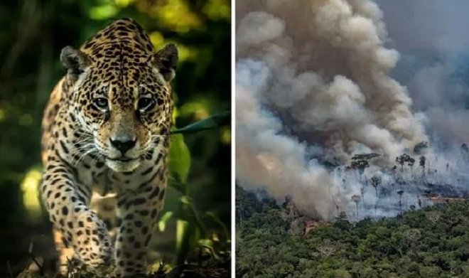 Rừng Amazon cháy dữ dội đe dọa sự sống của 10% sinh vật trên Trái đất.