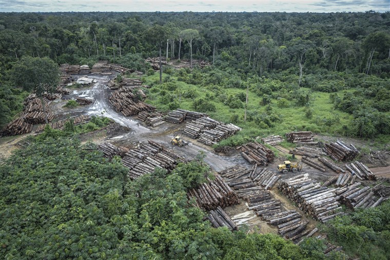 Tình trạng chặt phá rừng tại Brazil hiện đang ở tốc độ lớn chưa từng thấy (Ảnh: Reuters)