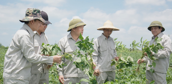 Viện Di truyền Nông nghiệp nghiên cứu giống đậu nành dược liệu chứa hàm lượng isoflavone cao tối ưu.