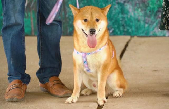 Chú chó Shiba Inu - giống chó của Nhật Bản sẽ thủ vai chính trong phim Cậu Vàng