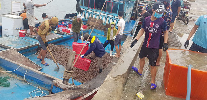 Bình quân mỗi ngày, một thuyền đánh bắt được từ 2 đến 5 tấn ốc xoắn và sò nhám