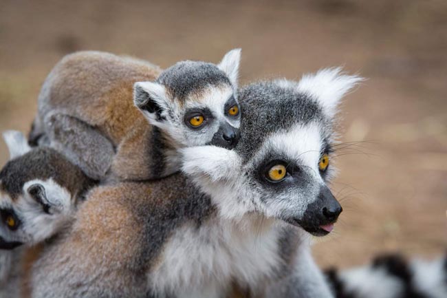 Thời điểm nào du lịch Madagascar là tốt nhất trong năm? - 4