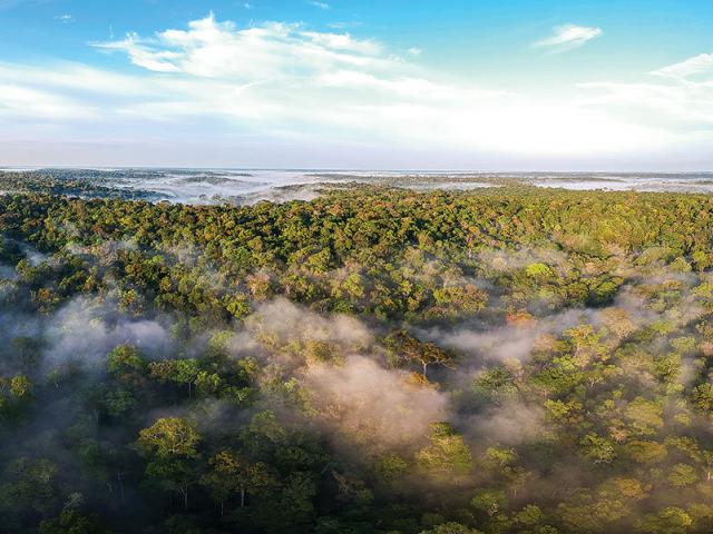 Rừng Amazon không phải là “lá phổi xanh” của thế giới?