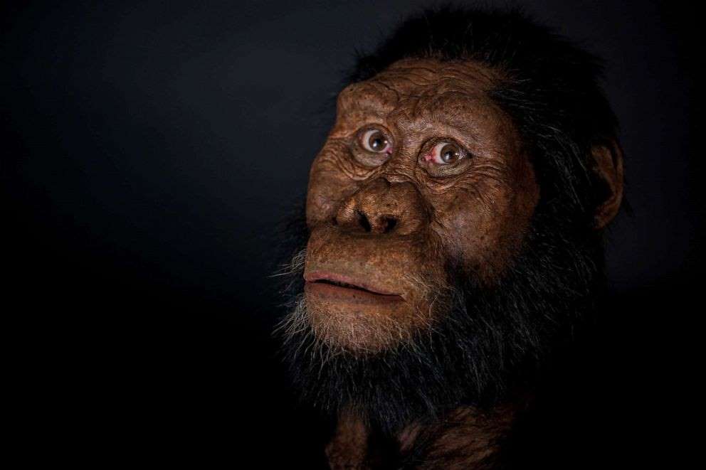 Khuôn mặt phục dựng&nbsp;gần như hoàn chỉnh của người vượn thuộc chủng loài&nbsp;Australopithecus anamensis (Ảnh: Bảo tàng Lịch sử Tự nhiên Cleveland)