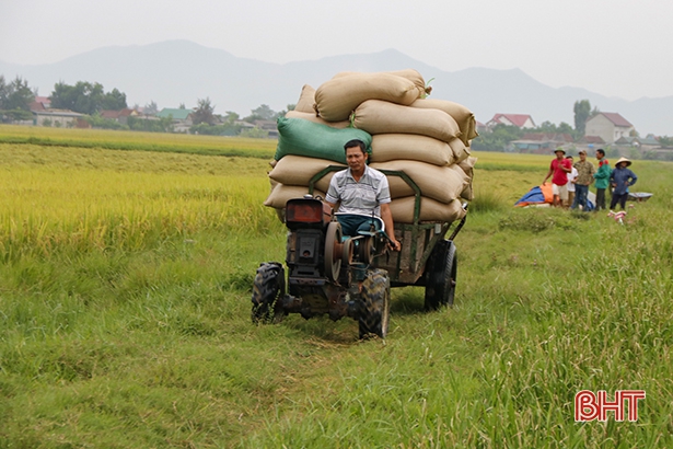 Người dân tranh thủ gặt lúa trước khi bão đổ bộ với phương châm “Xanh nhà hơn già đồng”. Ảnh Báo Hà Tĩnh.