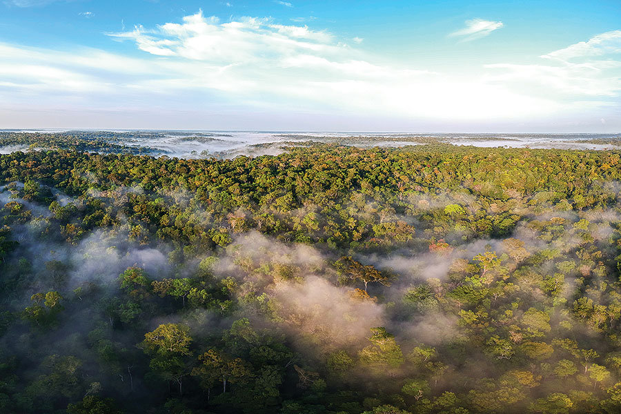 Rừng Amazon có thực sự là "lá phổi xanh" của Trái Đất? (Ảnh: Luciano Lima)