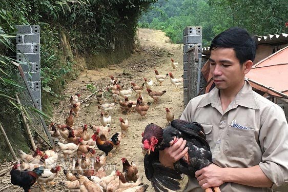 Ngoài nuôi gà mía thả đồi, anh Bùi Văn Luân còn nuôi gà Lạc Thủy phát triển kinh tế gia đình.