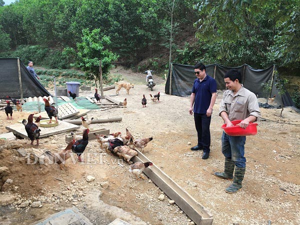 Anh Luân là 1 trong những hội viên làm kinh tế giỏi ở xã Bình Sơn, huyện Kim Bôi tỉnh Hòa Bình.