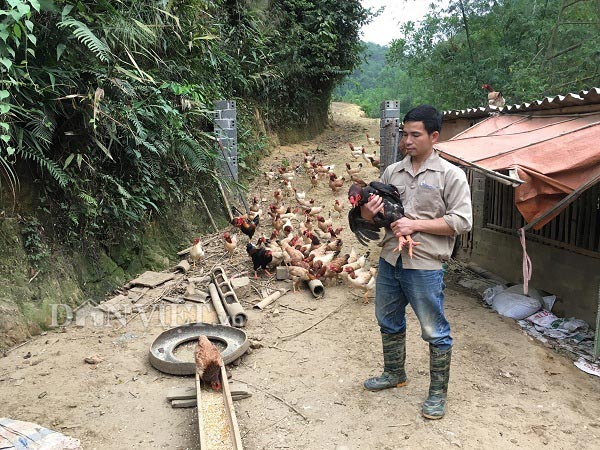 Sau khi trừ chi phí, bình quân 1 năm anh Luân thu lãi hơn 100 triệu đồng từ nuôi gà.