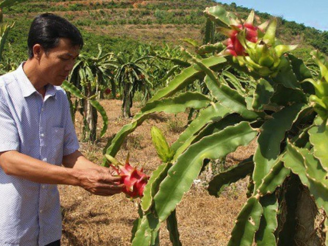 Trồng loại cây ra quả có ruột đỏ hồng, dân ở đây thu trăm triệu