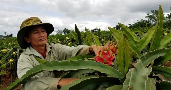 Ông Đoài thu hoạch những quả thanh long chín trong vườn của mình.