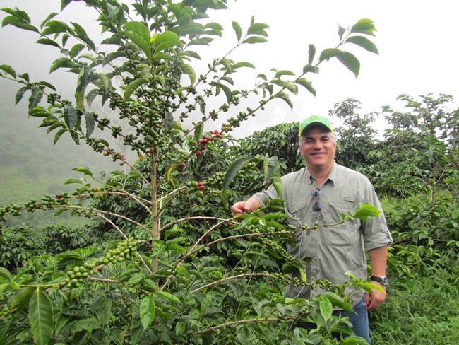 Loại cà phê này có nguồn gốc từ Ethiopia với cái tên là Geisha. Sau đó, hạt cà phê này được gửi đến Kenya và Tanzania. Thậm chí, một số hạt giống đến tận Costa Rica ở châu Mỹ vào những năm 1950 rồi sang Panama.