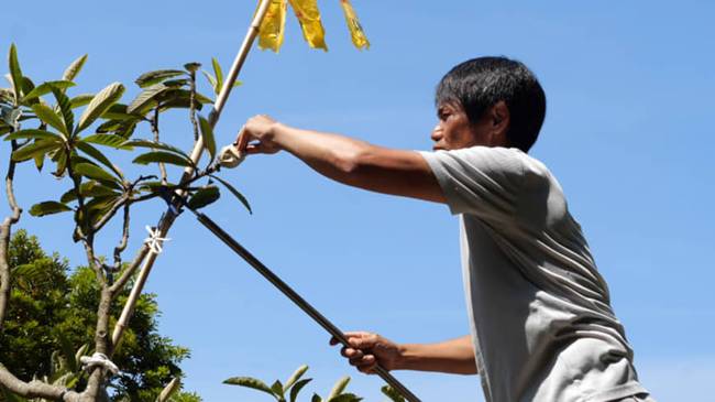 Anh Takeba ở Nhật Bản chăm sóc 2 mảnh đất có khoảng 30 cây, cho 12.000 - 13.000 quả biwa mỗi năm, còn có những doanh nghiệp trồng quy mô lớn thu được 200.000 - 300.000 quả/năm.