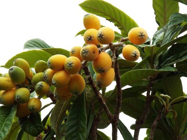 Ở Nhật Bản, quả loquat (nhót tây, tì bà) có tên là biwa. Cây này được tìm thấy ở Nhật Bản, Trung Quốc, bán đảo Triều Tiên, Ấn Độ và một số quốc gia ở Nam Âu và Trung Đông.