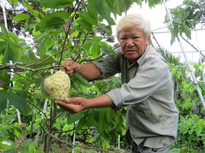 Lão nông Nguyễn Văn Năm chăm sóc vườn mãng cầu dai "khổng lồ"