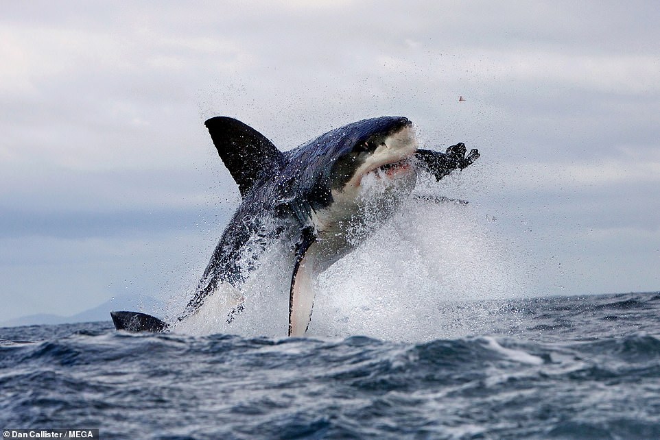 Cá mập trắng tung người bắt hải cẩu.