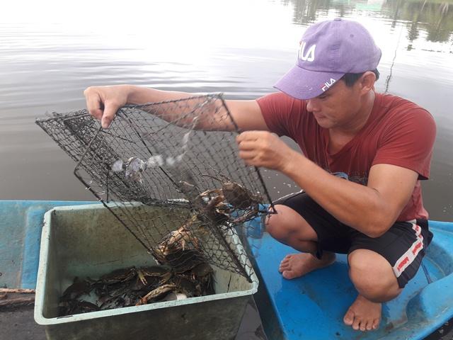 Anh Đệ thu hoạch những con cua to bự nuôi trong ao đầm.