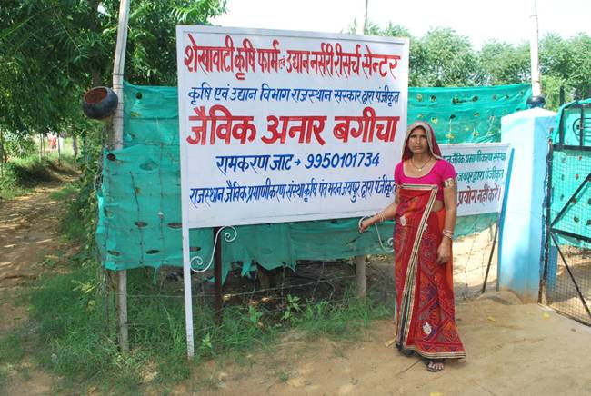 Năm 2008, sau khi mảnh đất của gia đình được chia cho 3 anh em, Ram Karan Khedar và vợ là Santosh Devi ở Ấn Độ bắt đầu trồng trọt trên mảnh đất 0,5ha.