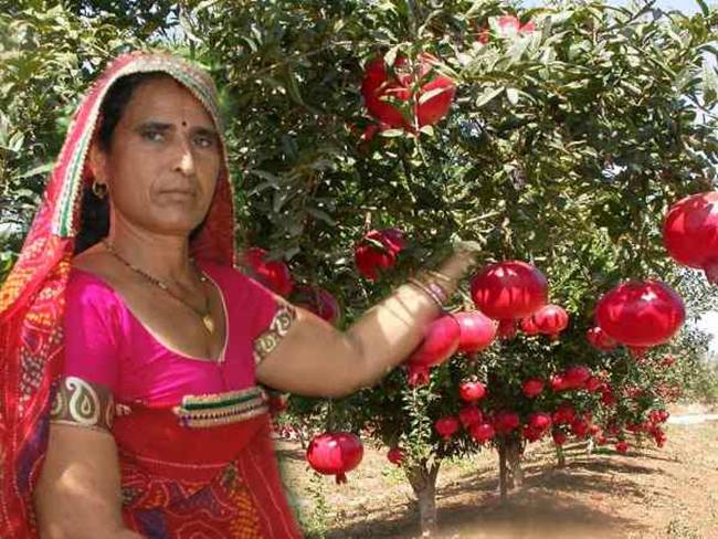 Santosh Devi bán lựu cho khách hàng mua trực tiếp ở trang trại không qua trung gian. Hiện, vợ chồng Santosh còn làm vườn ươm&nbsp;để bán cây giống cho nông dân có nhu cầu.