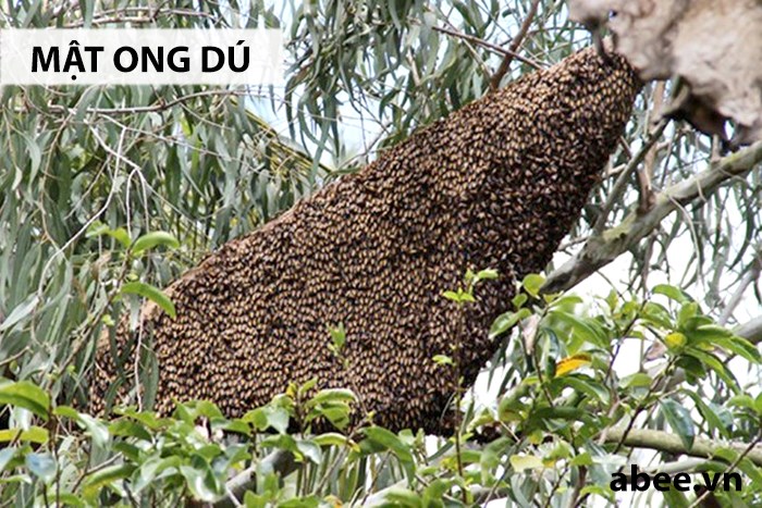 Ong rú thường làm tổ trong bọng cây, tre… (Ảnh: abee.vn)