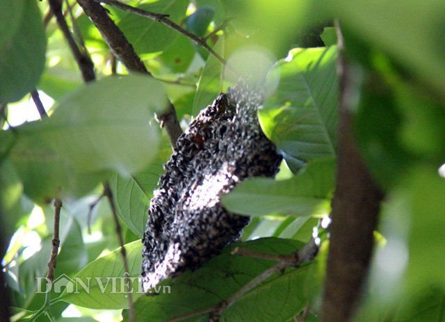 Mật ong rú giá trên trời: Có vàng cũng chưa chắc mua được giọt vàng - 4