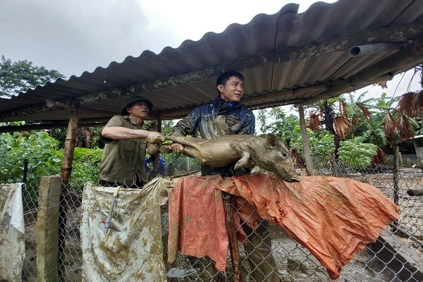 &nbsp;Gia đình ông Nguyễn Quốc Hiệp (50 tuổi, trú tại xã Phúc Đồng) cũng đang nhờ hàng xóm di dời 50 con lợn lên khu vực cao để tránh lũ.