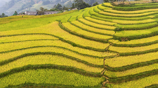 Ngẩn ngơ trước vẻ đẹp Sa Pa mùa lúa chín - 1