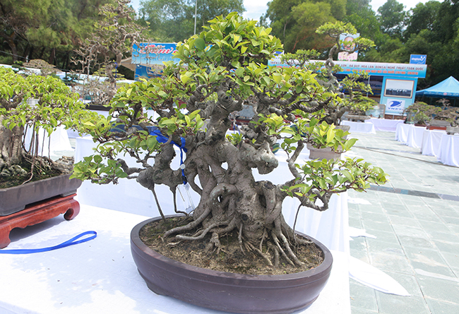 Vì là loại cây thân lớn nên muốn có một cây bonsai nghệ thuật nhỏ thì cây phải được uốn nắn, tạo tác từ khi mới trồng, ông Nhân nói