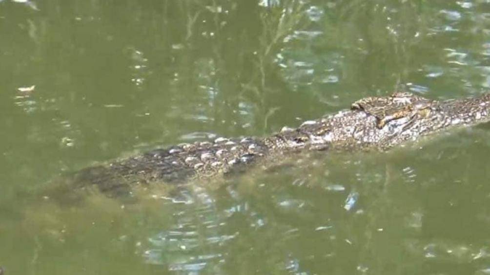 Hình ảnh "cá sấu nổi đầu trên sông" ở Cà Mau được một tài khoản facebook đưa lên kèm thông tin được cơ quan chức năng xác định là hoàn toàn sai sự thật. Ảnh chụp màn hình.
